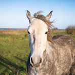 Ein Pferd an der Ostsee