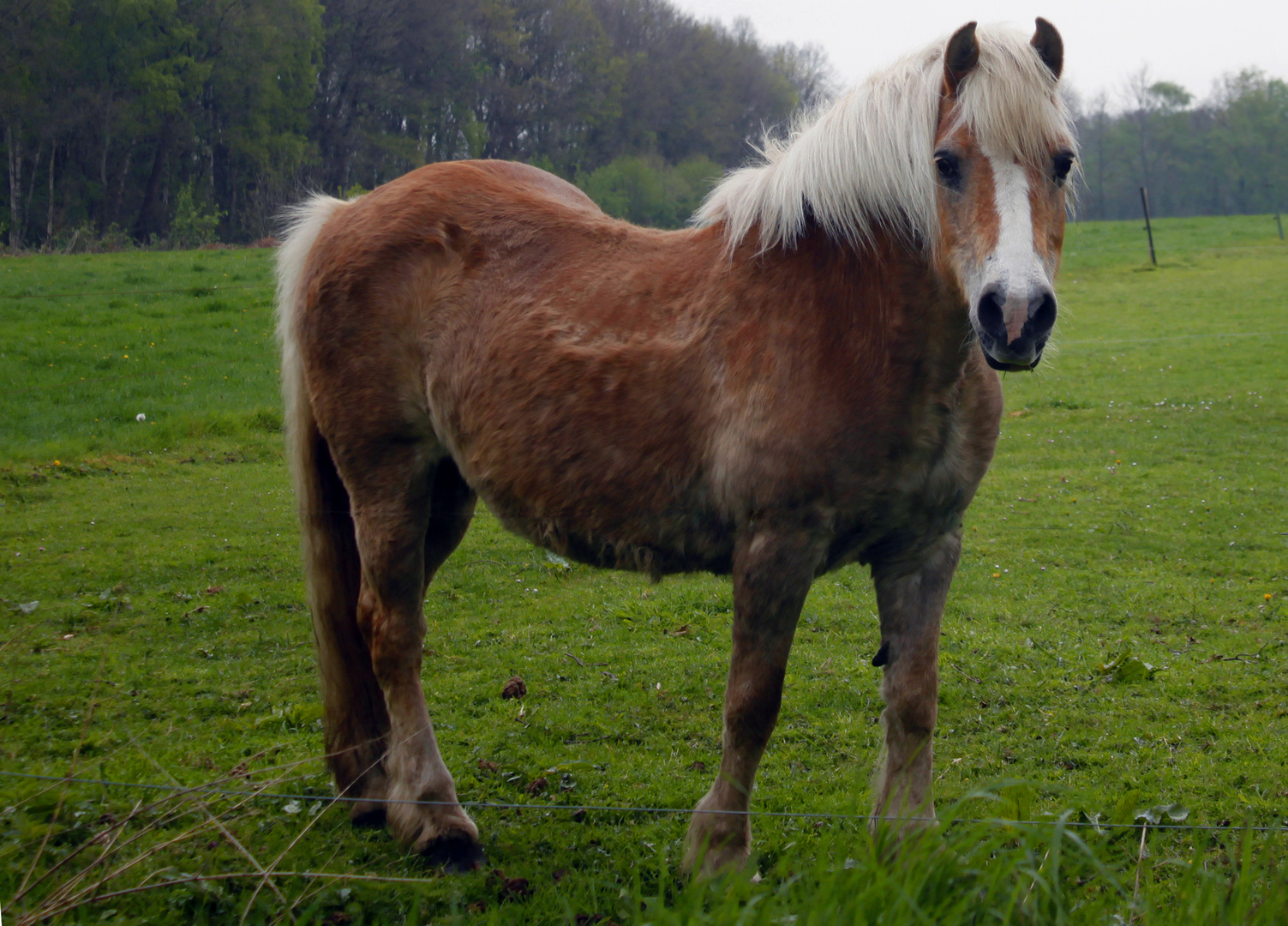 Ein Pferd auf der Flur