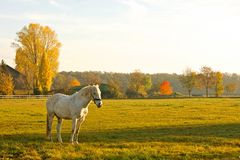 ein Pferd auf der Weide