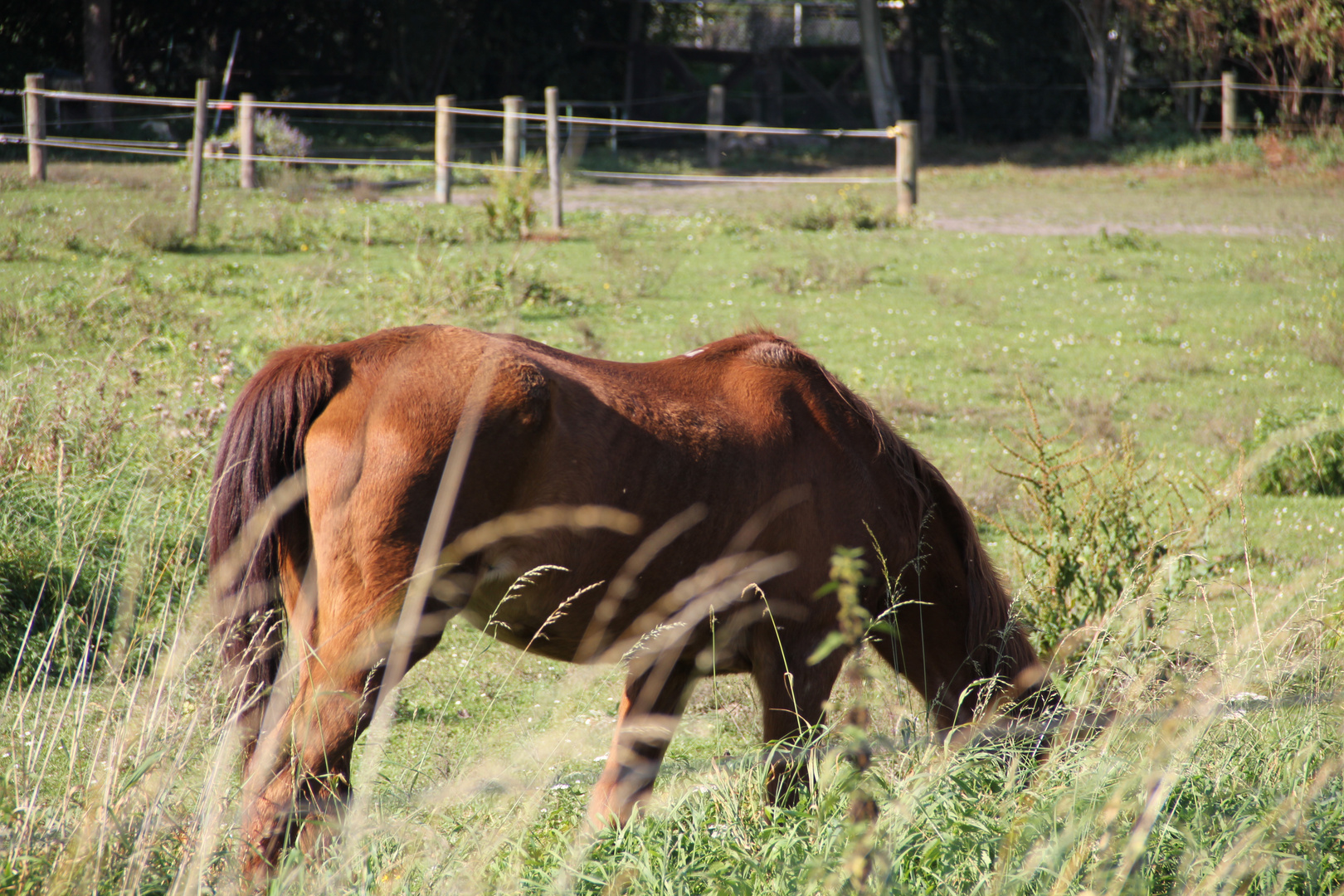 Ein Pferd auf der Wiese