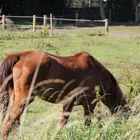 Ein Pferd auf der Wiese