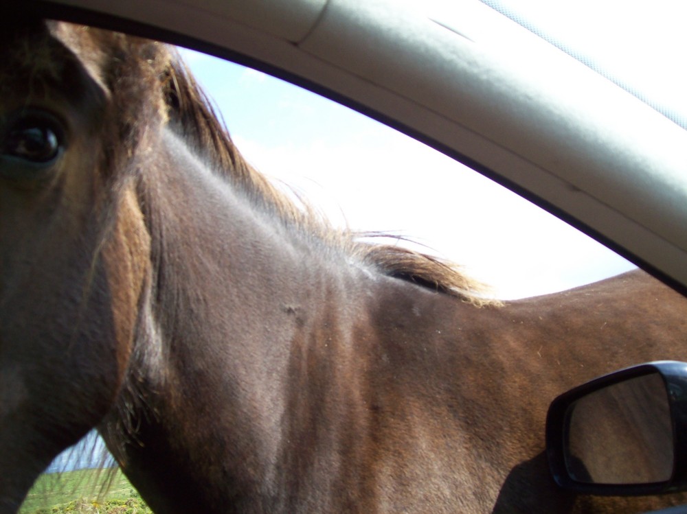 ein Pferd aus dem Dartmoor