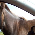 ein Pferd aus dem Dartmoor