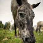 Ein Pferd aus der Sicht eines Frosches