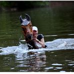 Ein Pferd baden.