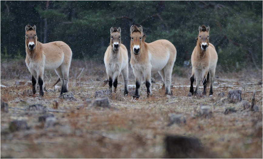 ein Pferd