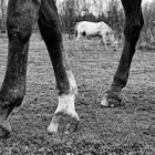 ein Pferd das hat vier Beiner,an jeder Ecke einer ...