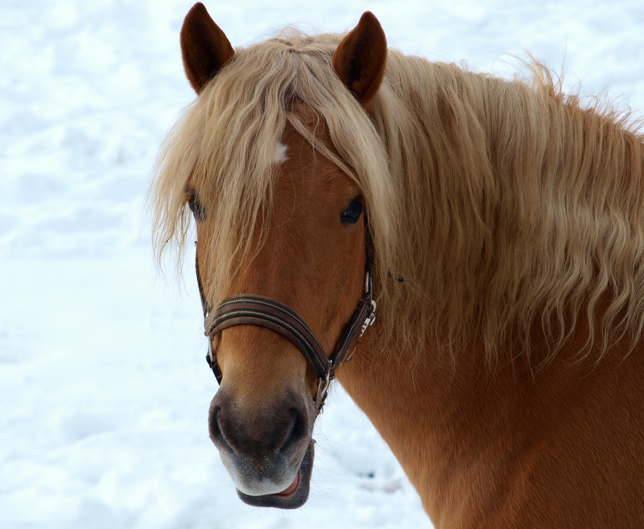 Ein Pferd das lacht....