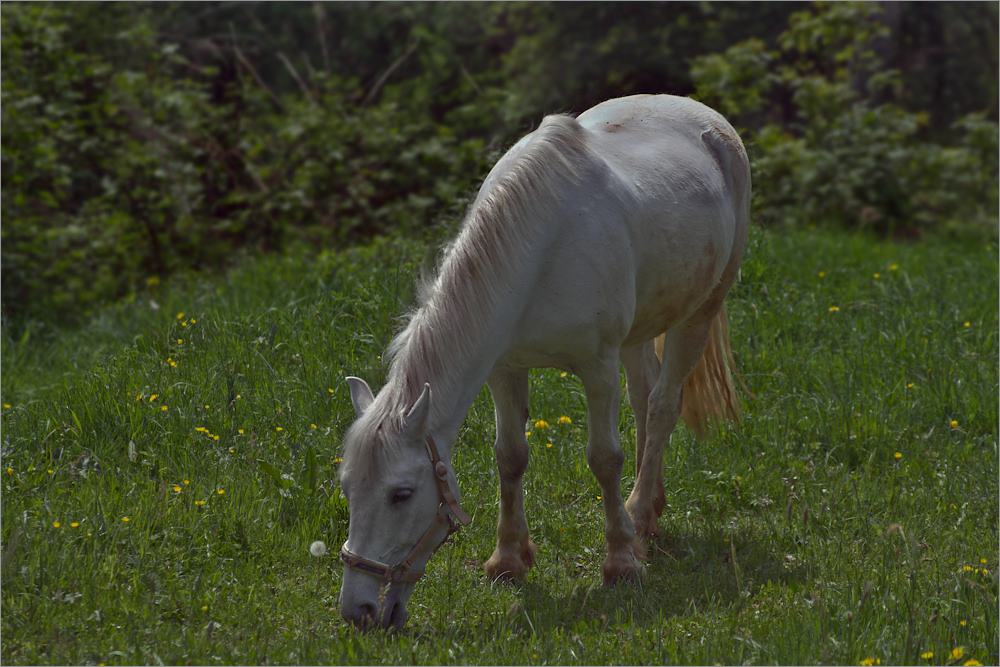 eIn pfErD