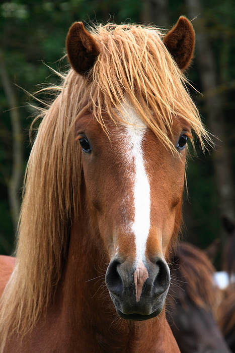 Ein Pferd für Silke