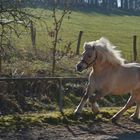 Ein Pferd galoppiert mit seiner Lunge, hält durch mit seinem Herzen, gewinnt mit seinem Charakter.