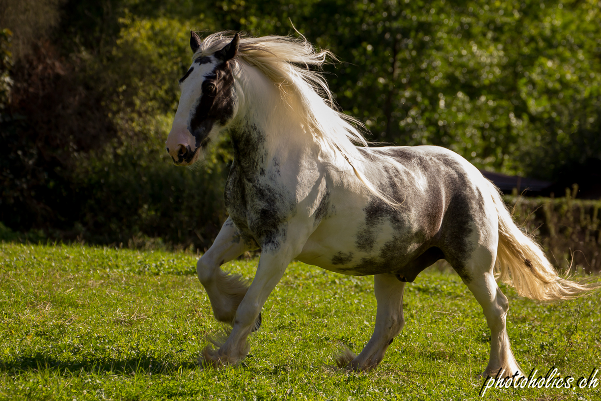 Ein Pferd galoppiert mit seiner Lunge, hält durch mit seinem Herzen, gewinnt mit seinem Charakter.