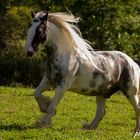 Ein Pferd galoppiert mit seiner Lunge, hält durch mit seinem Herzen, gewinnt mit seinem Charakter.