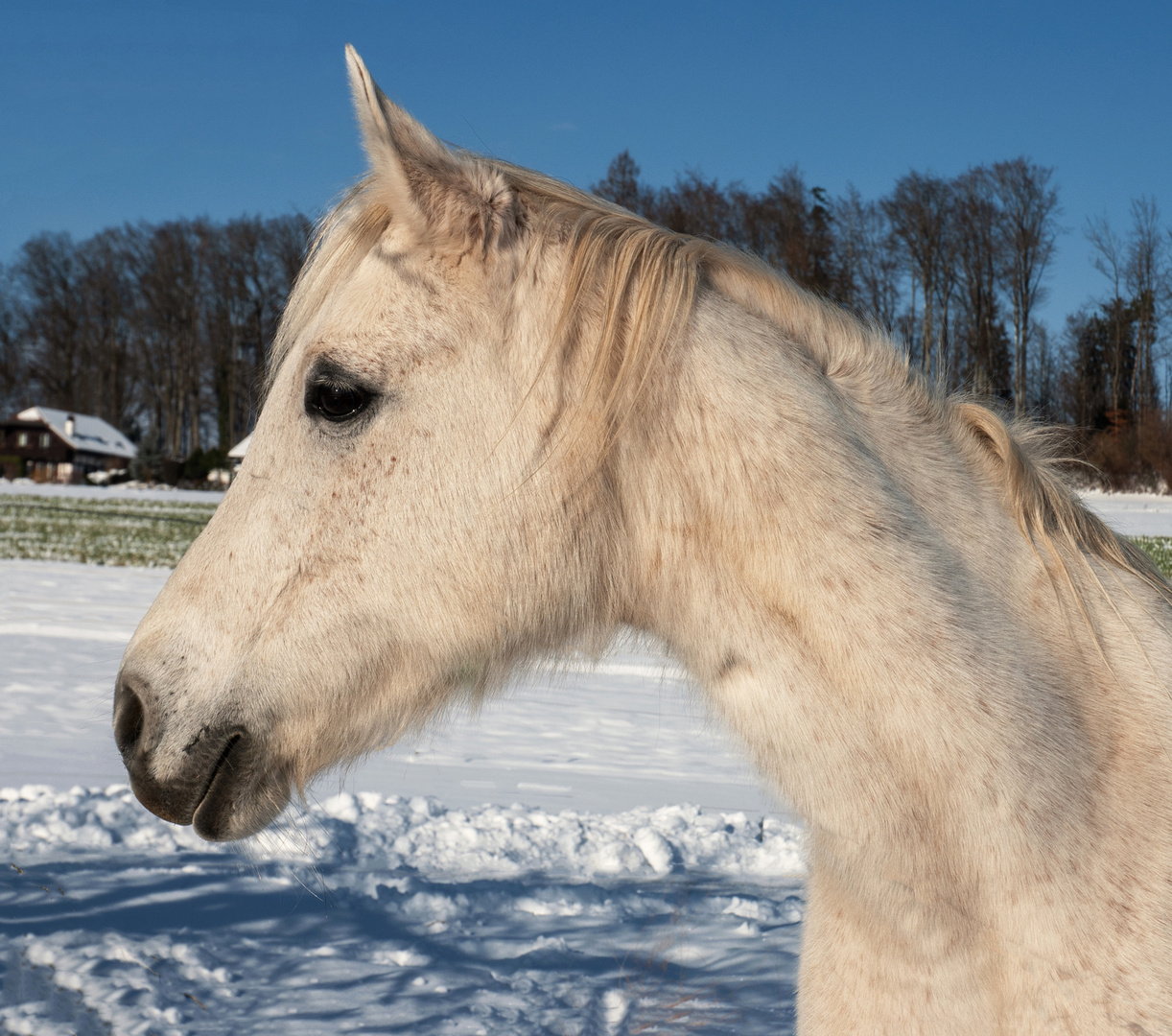 Ein Pferd geniesst die Wintersonne 