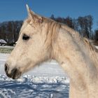 Ein Pferd geniesst die Wintersonne 