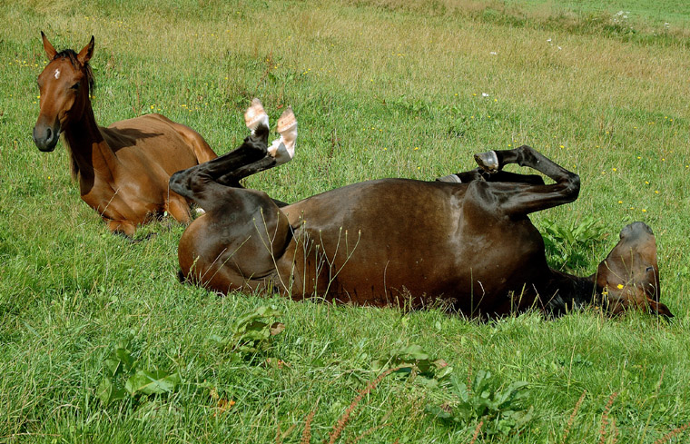 Ein Pferd hat es schwer ...