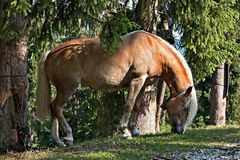 Ein Pferd im Allgäu