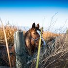 Ein Pferd im Ebrodelta