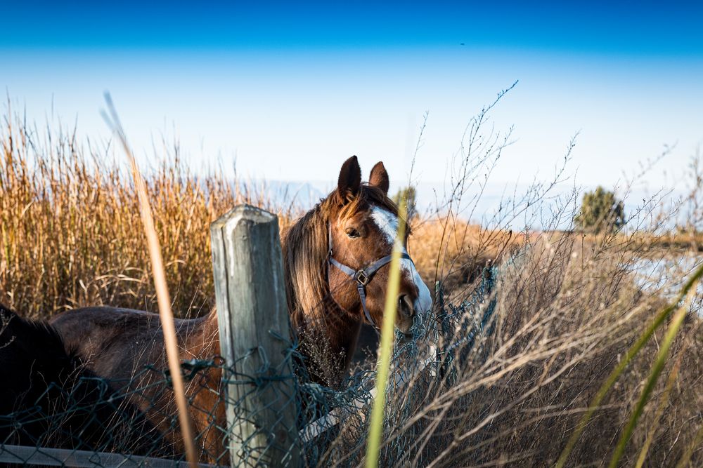 Ein Pferd im Ebrodelta