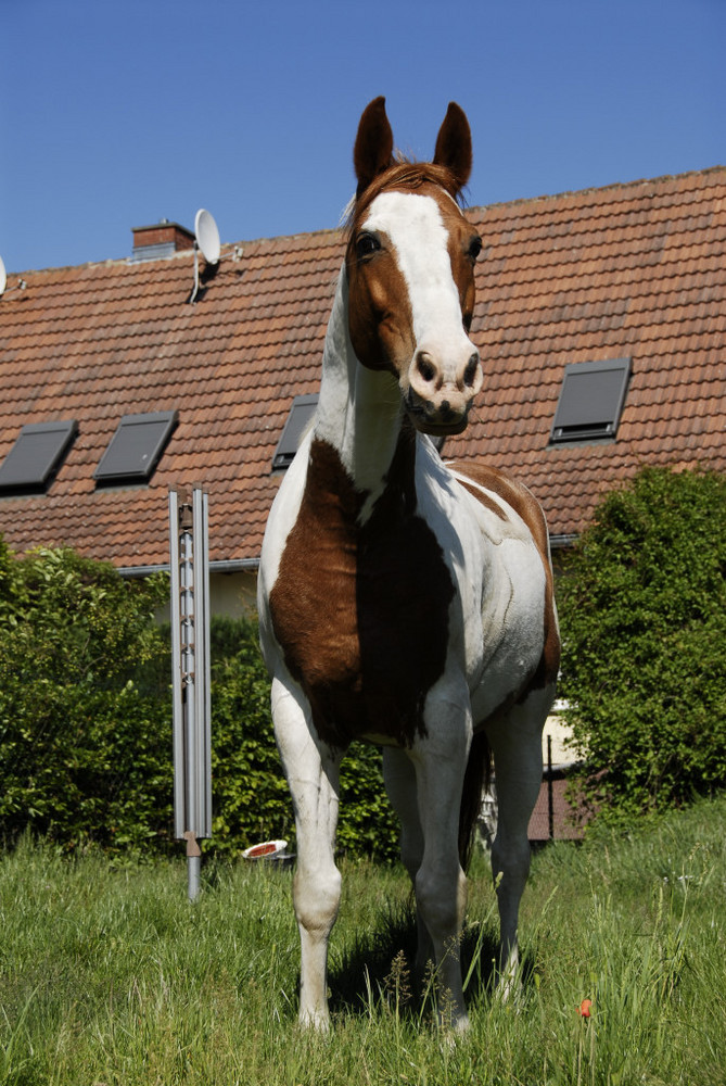 Ein Pferd im Garten