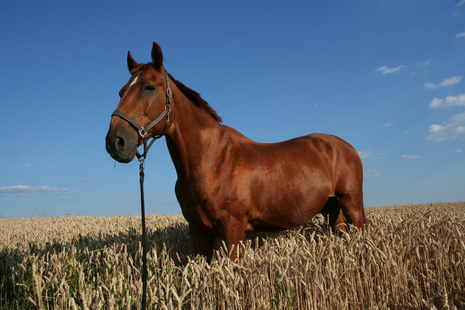 Ein Pferd im Kornfeld