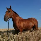 Ein Pferd im Kornfeld