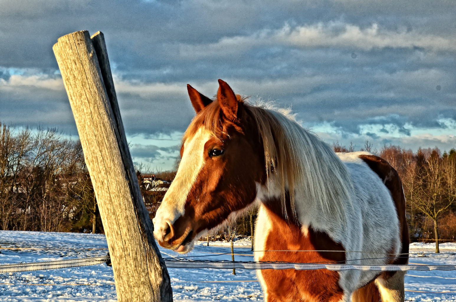 Ein Pferd im Schnee