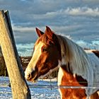 Ein Pferd im Schnee