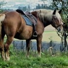 Ein Pferd im Westerwald