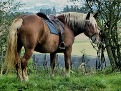 Ein Pferd im Westerwald