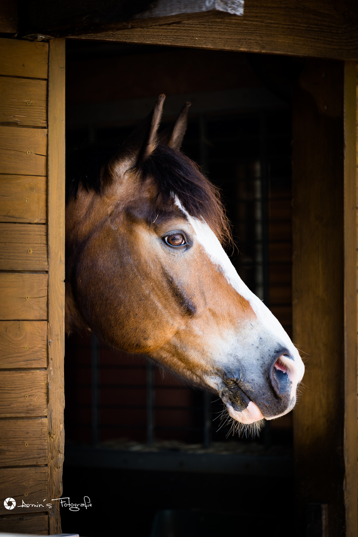 Ein Pferd in der Koppel, was nicht wirklich raus wollte