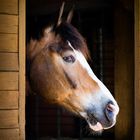 Ein Pferd in der Koppel, was nicht wirklich raus wollte