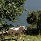 Ein Pferd irgendwo auf Korsika