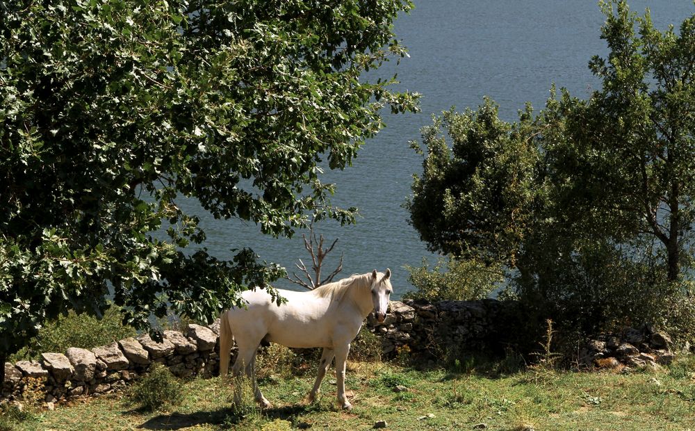 Ein Pferd irgendwo auf Korsika