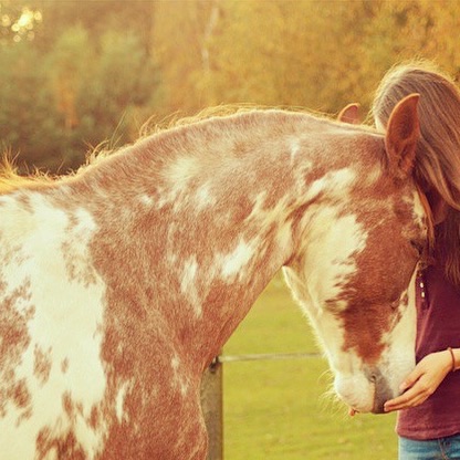 Ein Pferd kann dir alles brechen außer dein Herz