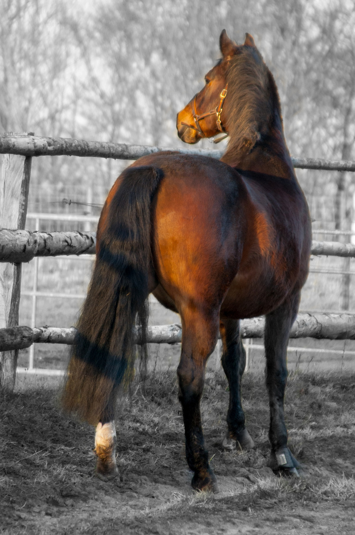 Ein Pferd namens "Krümel"