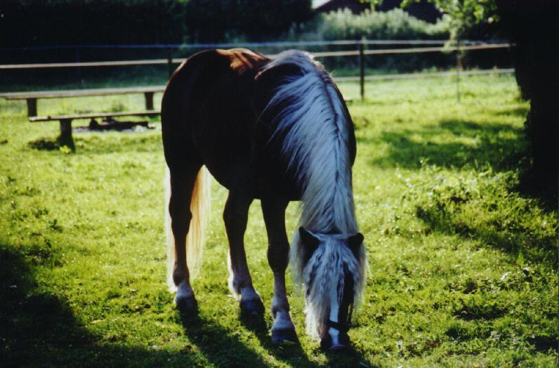 ein Pferd steht auf der Wiese