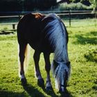 ein Pferd steht auf der Wiese