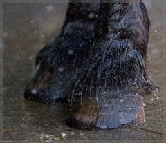 Ein Pferd steht im Regen...