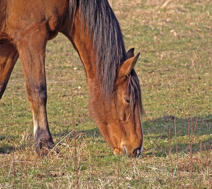 Ein Pferd - was sonst!?