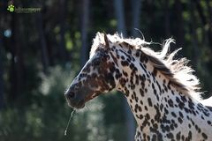 Ein Pferd wie ein Gemälde