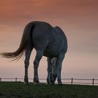 Ein Pferdchen auf der Koppel im Sonnenuntergang