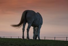 Ein Pferdchen auf der Koppel im Sonnenuntergang