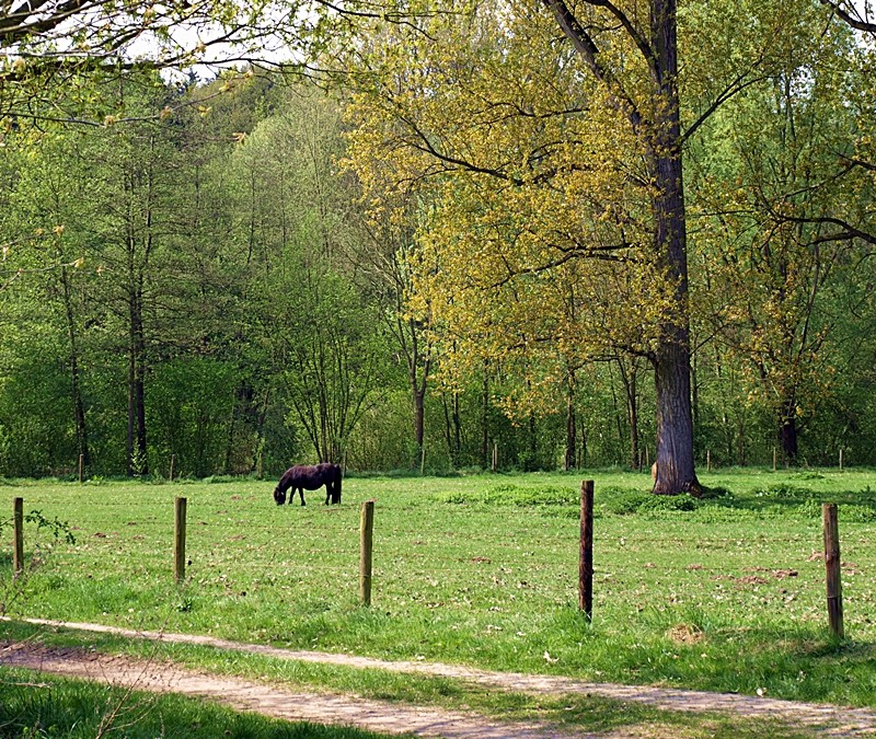 Ein Pferdchen in Ferne