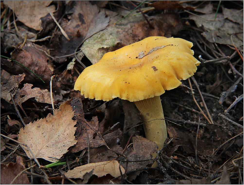 Ein Pfifferling im herbstlichen Birkenlaub