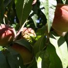 Ein Pfirsichbaum in St. Ingbert im Saarland