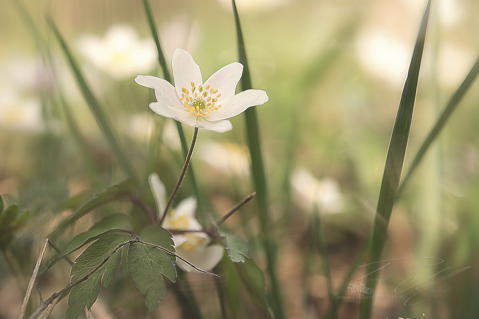 Ein Pflänzchen im frühen April