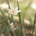 Ein Pflänzchen im frühen April