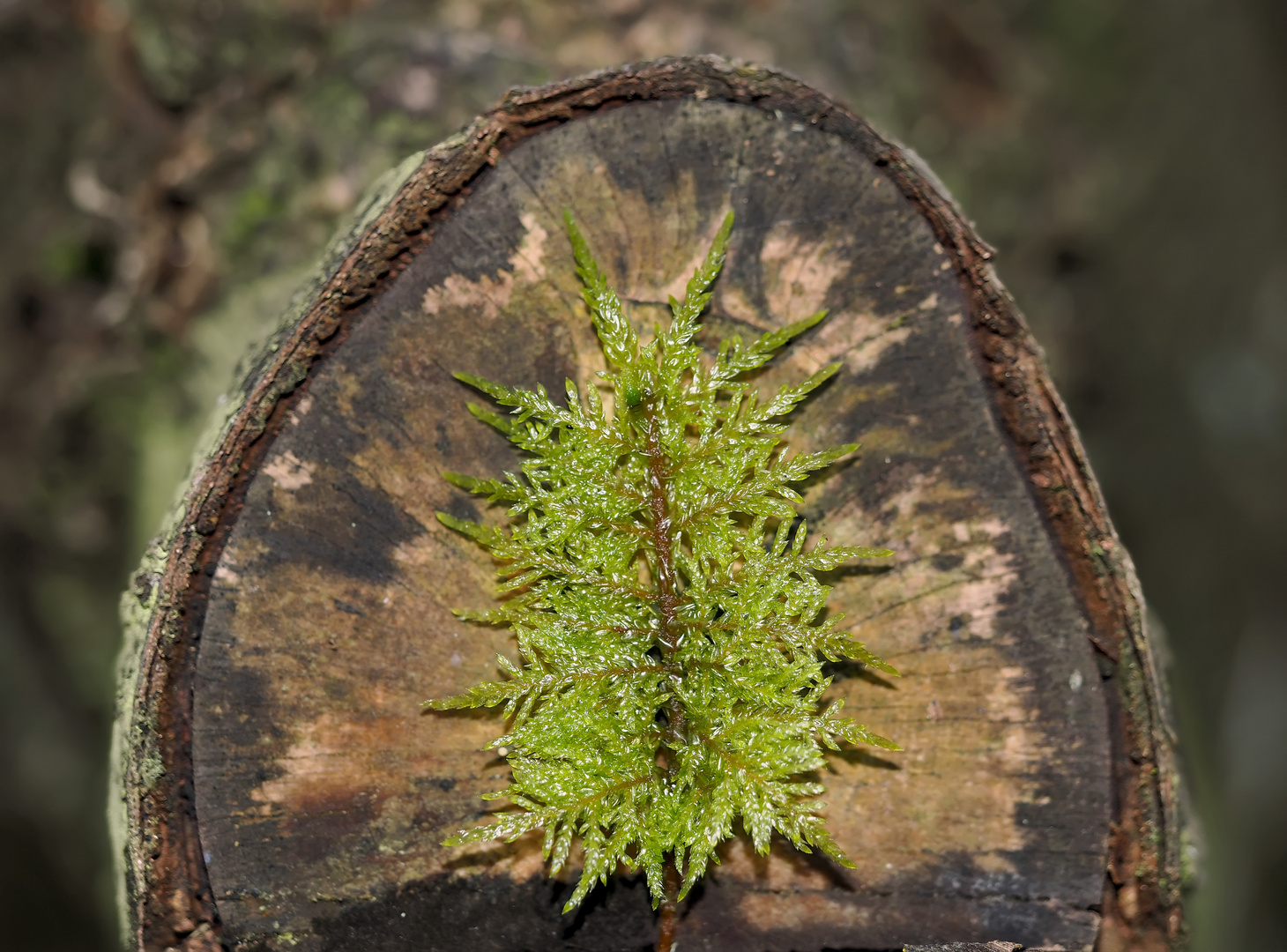 Ein Pflaster von Mutter Natur für den abgesägten Baum! - La nature comme artiste!