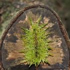 Ein Pflaster von Mutter Natur für den abgesägten Baum! - La nature comme artiste!